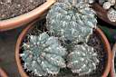 GYMNOCALYCIUM BALDIANUM_1.jpg